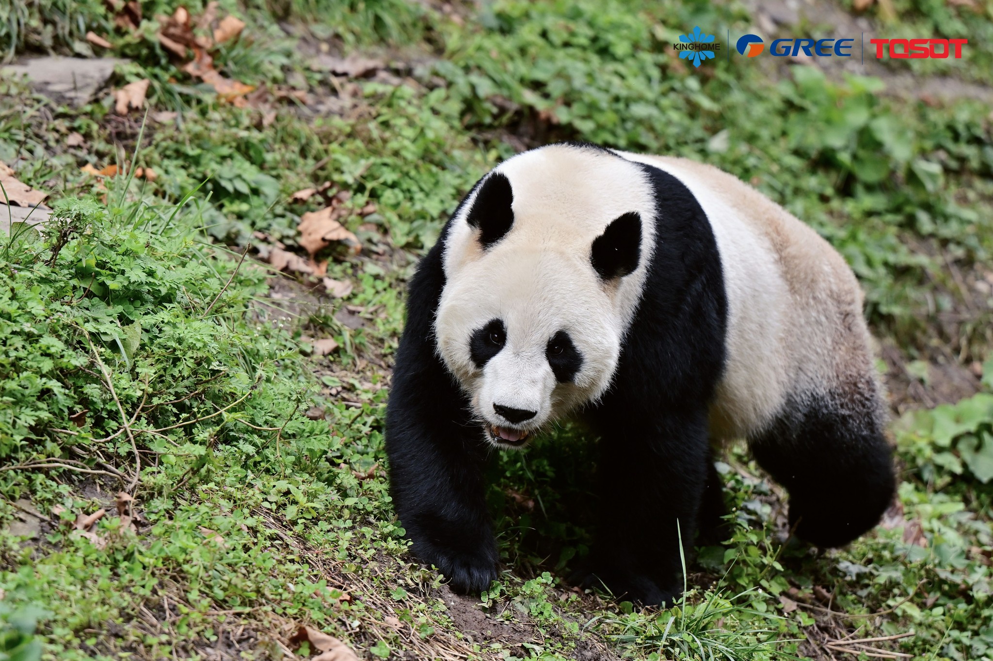 GREE в Чэнду: международная встреча и незабываемое знакомство с символом города — пандами